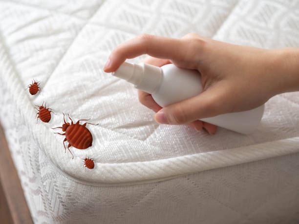 Reliable Leisure Village, NJ Pest Control Solutions